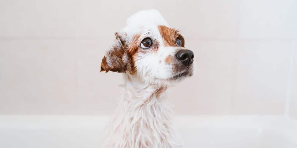 Metro Pets Dog Grooming Bathing