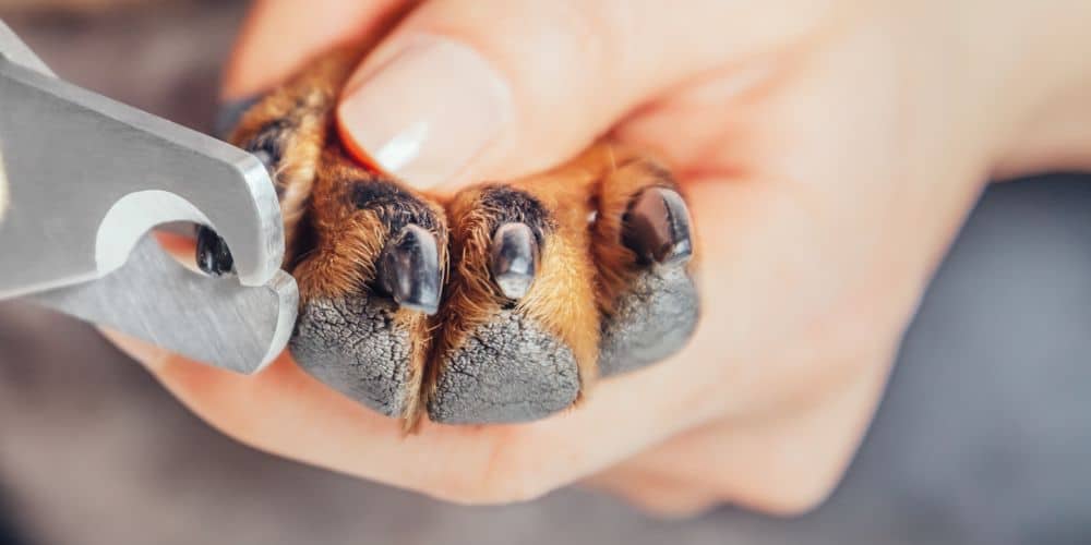 Metro Pets Grooming Nails